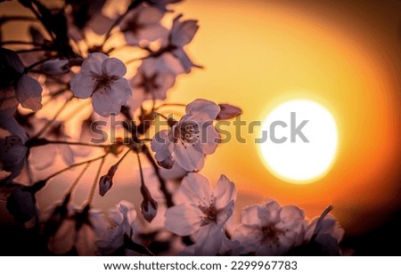 A blooming tree on the background of sunset. Sunset blooming tree. Blooming tree flowers at sunset. Sun set on blooming tree flowers scene