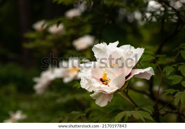 Blooming tree peonies in botanical garden.\
Japanese tree peony bush. Paeonia suffruticosa. Spring garden.\
Natural floral background. Toned\
image.