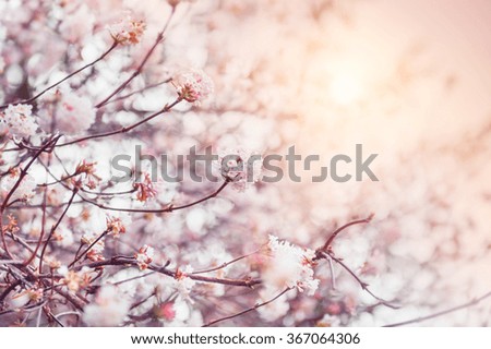 Similar – blooming buds of pink roses on a lilac background