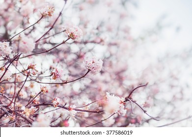 Blooming tree with pink flowers. Soft focus. Spring blossom background