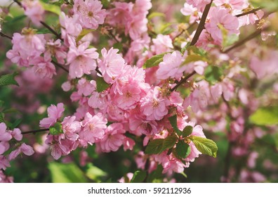 Blooming tree with pink flowers in spring. Freshness of spring