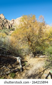  Blooming Tree Quercus Gravesii (Chisos Red Oak) In Spring In The National Park Big Bend, Texas