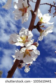 Blooming Tree in the sky