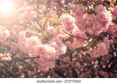 Blooming tree in spring