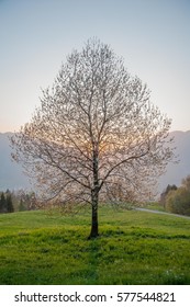blooming tree in spring