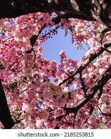 A Blooming Tree In Taos Plaza In Springtime