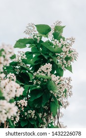 Blooming tree with white small flowers, catalpa natural pattern. Natural background.