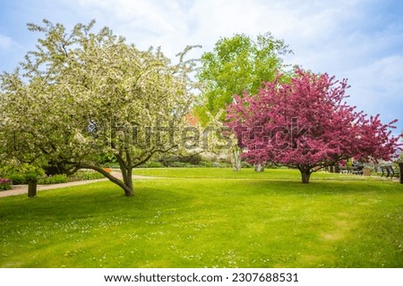 Blooming trees in botanic dendrology garden in spring time in Prague, Czech republic. High quality photo