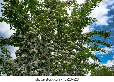 17 Kasztanowiec Images Royalty Free Stock Photos On Shutterstock