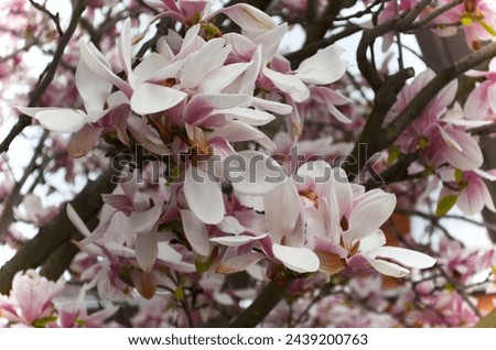 Blooming Trees and pink flower pedals