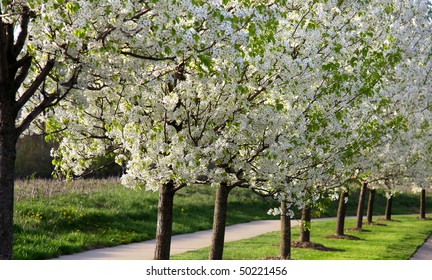 Blooming trees in a row in  the spring time
