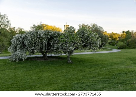 Blooming trees in spring next to winding park pathway in Dominion Arboretum in Ottawa, Canada