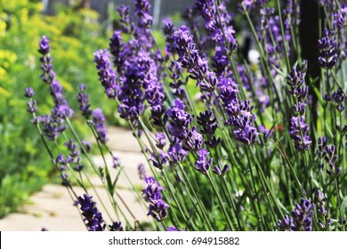 Lavender Nursery Images Stock Photos Vectors Shutterstock