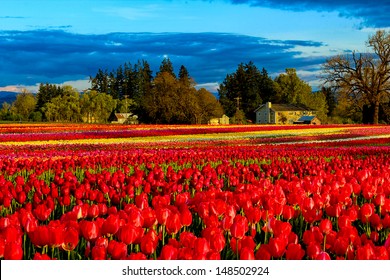 Blooming Tulip Field, Wooden Shoe Festival, Oregon