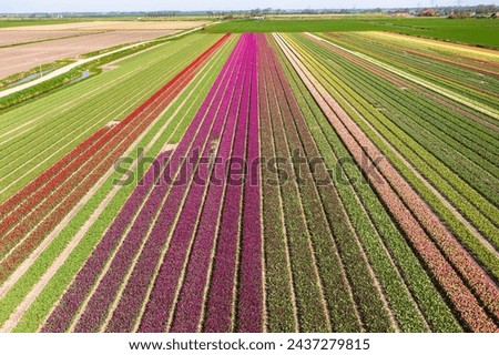 Blooming tulip fields from a bird's eye view in the Netherlands Stock foto © 