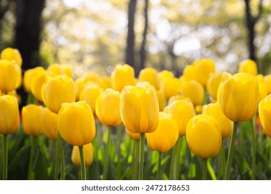 Blooming tulip in the park - Powered by Shutterstock