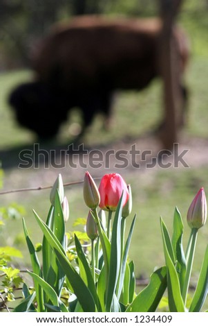 Blooming Tulips