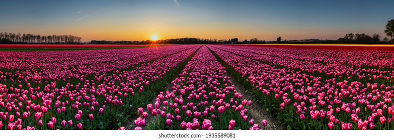 Blooming Tulips In Holland At Sunset