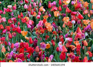 Blooming Tulips In New York's Central Park - Shakespeare Garden Near The Delacorte Theater. 