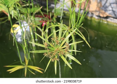 Blooming Umbrella Plant In Sunny July