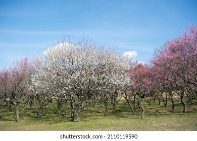 Blooming Ume Plum Trees In A Park. Springtime.