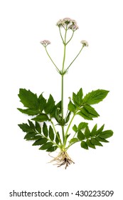 Blooming Valerian (Valeriana officinalis) on a white background. Other names: garden valerian, garden heliotrope and all-heal