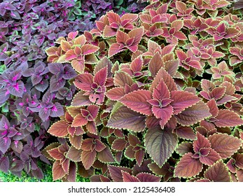 1,136 Coleus Varieties Images, Stock Photos & Vectors 