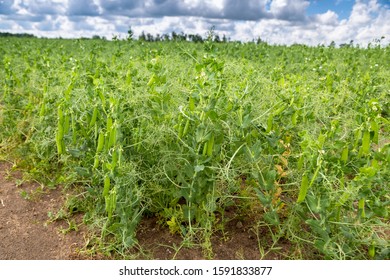 Blooming Vegetable Pea In The Field