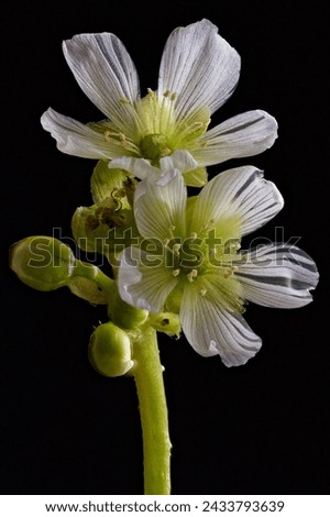 A blooming Venus flytrap photographed close up.