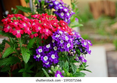 Blooming Verbena Flowers In Flower Pots