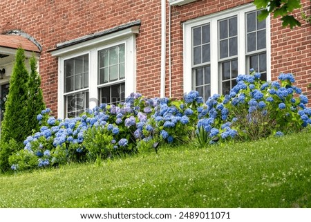 Blooming Vibrant Hydrangeas in Front of a Brick House in Newton, Massachusetts, USA