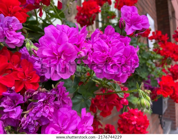 Blooming vibrant pink purple and red geranium pelargonium flowers on a window sill close up, floral wallpaper background with pink and red geranium flowers