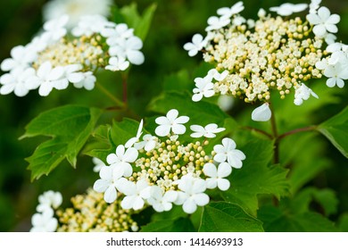 Blooming Viburnum Opulus, Cramp Bark In May, Westphalia, Germany