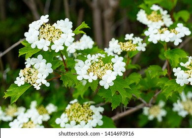 Blooming Viburnum Opulus, Cramp Bark In May, Westphalia, Germany