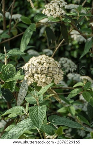 Blooming viburnum rhytidophyllum Alleghany with white inflorescences. Blurred background. Spring garden. Leathery viburnum blooms in shade of deciduous trees. Selective focus.Nature concept for design