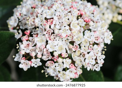 Blooming viburnum in sunny June - Powered by Shutterstock