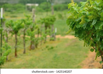 A Blooming Vineyard In South Texas.