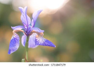 Iris Flower Field High Res Stock Images Shutterstock