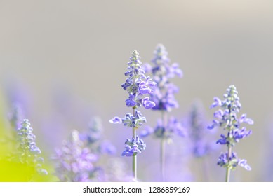 Blooming violet lavender flowers in sunny day - Shutterstock ID 1286859169
