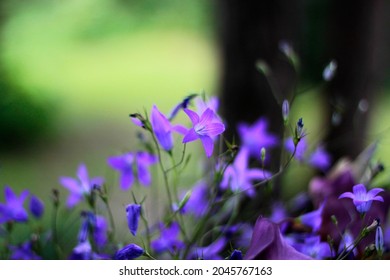 Blooming violet Siberian bellflowers on a very unfocused green background, selective focus. High quality photo