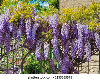 Blooming violet Wisteria Sinensis. Beautiful Prolific tree with scented classic purple flowers in hanging racemes. Blue Chinese wisteria is a species of flowering plant in the pea and Fabaceae family.