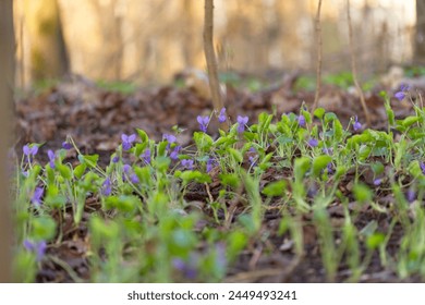 Blooming violets in the spring forest. Spring nature background with violets in forest.