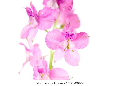 blooming vivid wild purple pink Delphinium ambiguum Consolida ambigua ajacis doubtful knight's spur, rocket larkspur botanical species flowers isolated on white