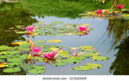 blooming water lillies