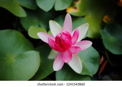 Blooming water lily lotus - Shutterstock ID 1241543860