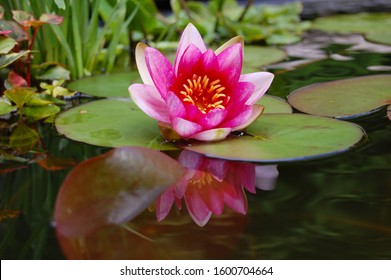 Blooming waterlily in a garden pond at springtime. It has pink and white petals and a yellow center. It is surrounded by green water leaves. The waterlily reflects in the water. 