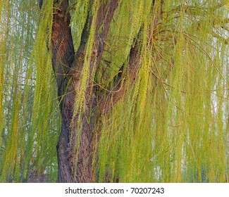 Blooming weeping willow tree