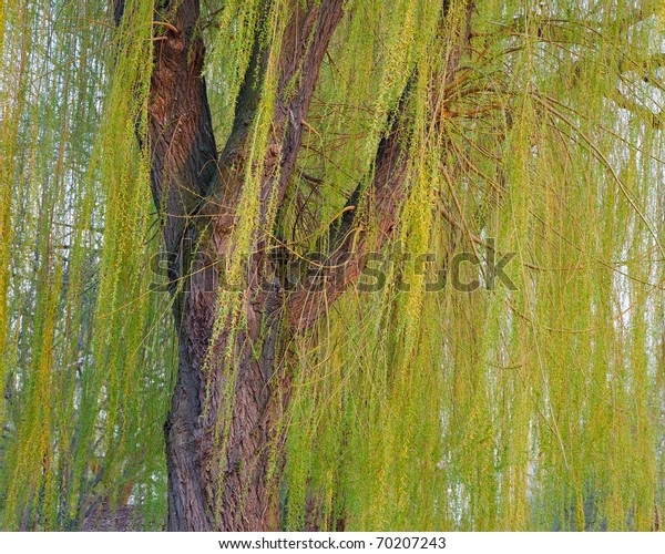 Blooming Weeping Willow Tree Stock Photo (Edit Now) 70207243