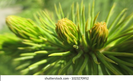 Blooming Western Hemlock Leaf