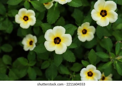 Blooming White Alder Flowers With Green Leaves Background